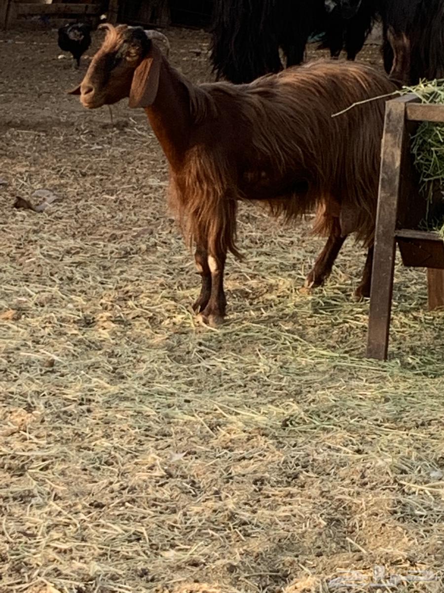 Milk goat, healthy udder, teeth intact, fat, up to 70064381026518531114