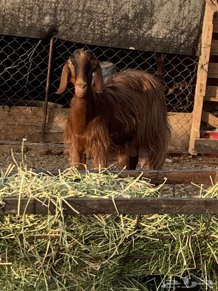 Milk goat, healthy udder, teeth intact, fat, up to 70064381026518531112