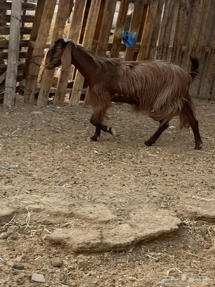 Milk goat, healthy udder, teeth intact, fat, up to 70064381026518531110