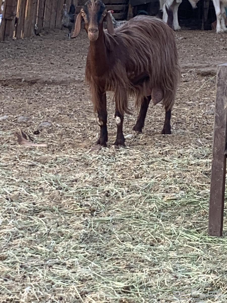 Milk goat, healthy udder, teeth intact, fat, up to 70064381026518531111