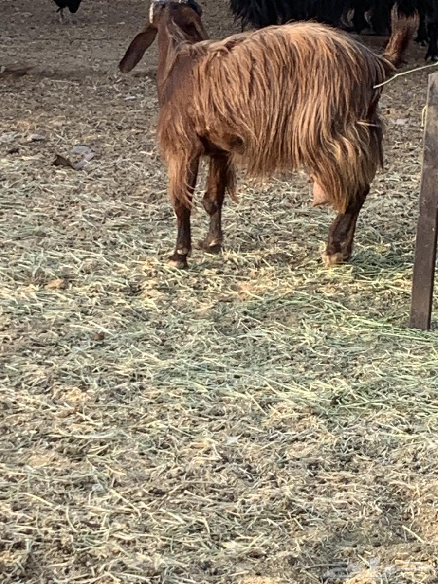 Milk goat, healthy udder, teeth intact, fat, up to 70064381026518531113