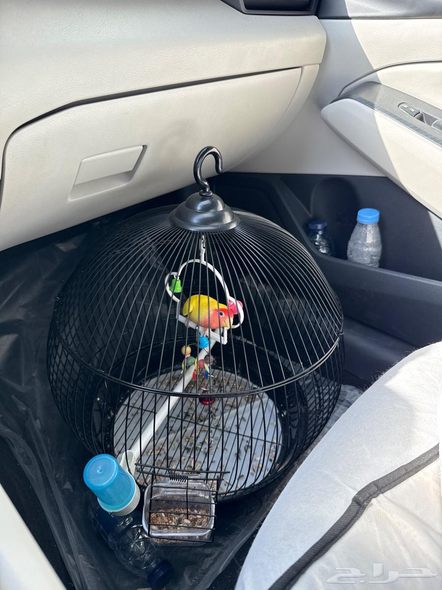 طيور روز اثنين للبيع واحد اليف وواحد وسط64401383239427111