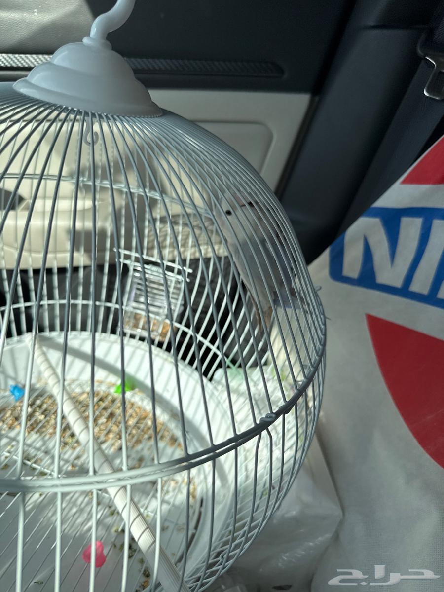 طيور روز اثنين للبيع واحد اليف وواحد وسط64401383239427110