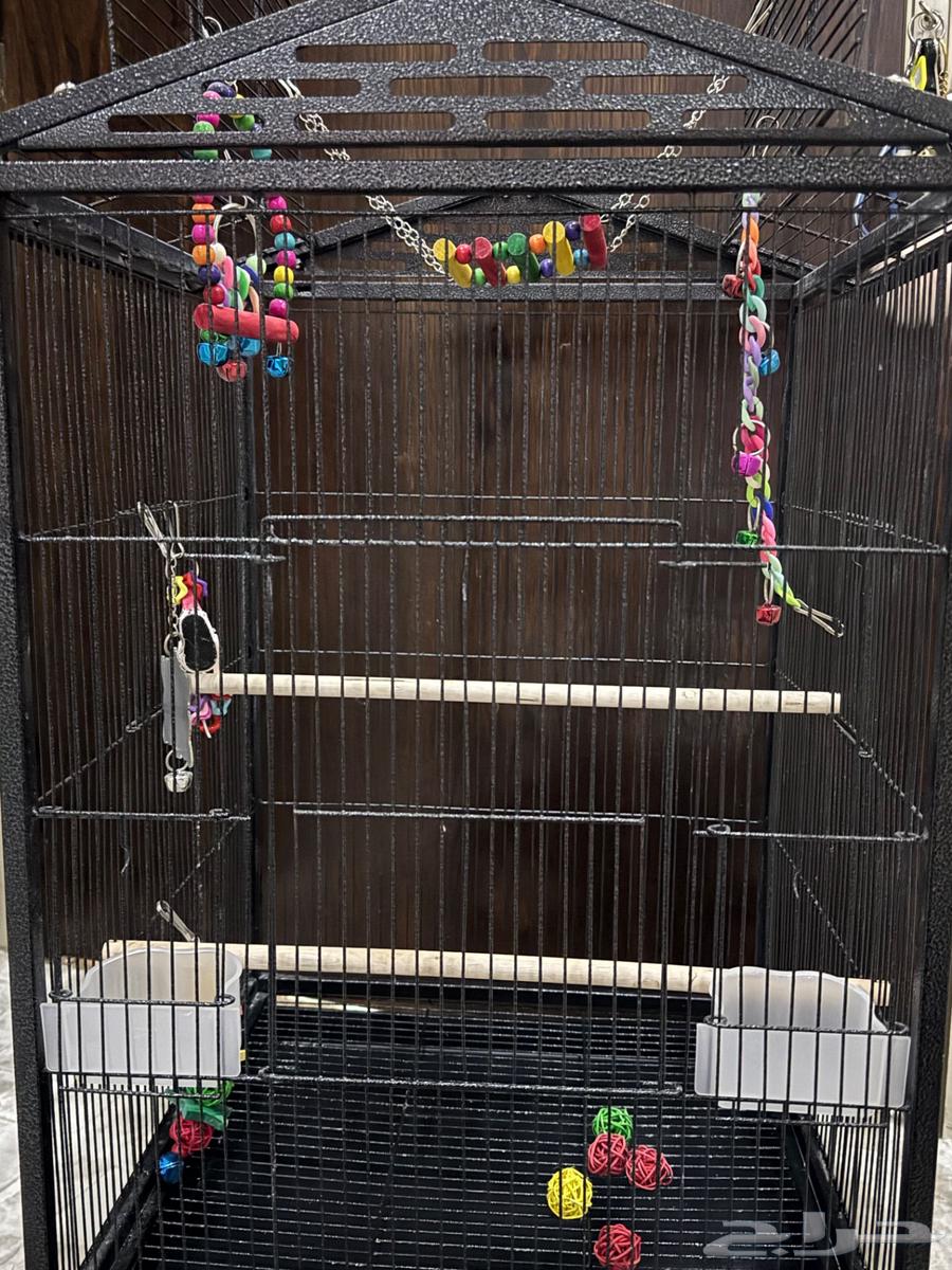 قفص لجميع انواع الببغاء الصغير والكبير64401383289346112