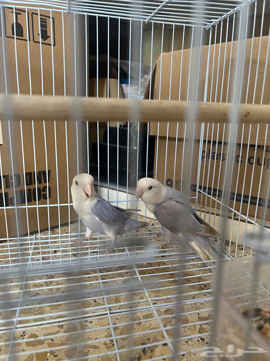 حي اليرموك64432687127811111