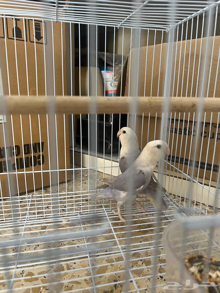 حي اليرموك64432687127811110