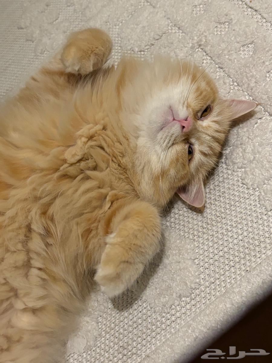 قط للبيع64401744752641110