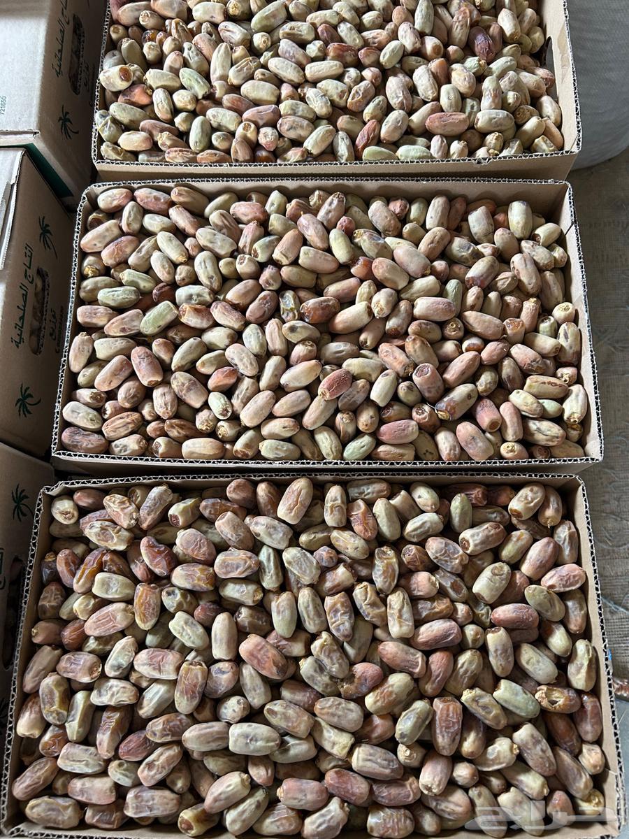 تمر متلبن للبيع64402230610689110