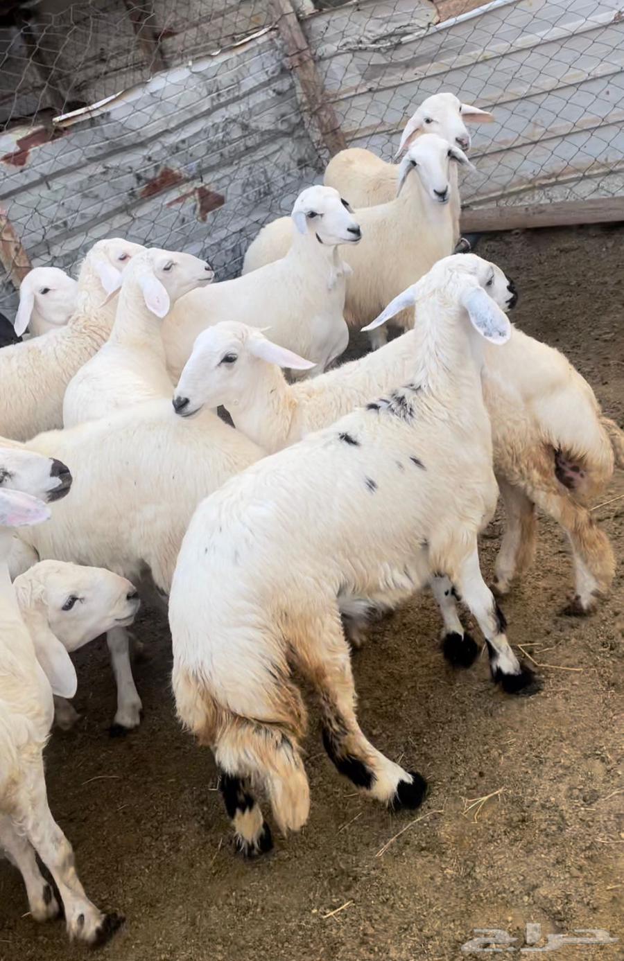 ذبايح طليان حريه سواكن مع التوصيل64401300012291113