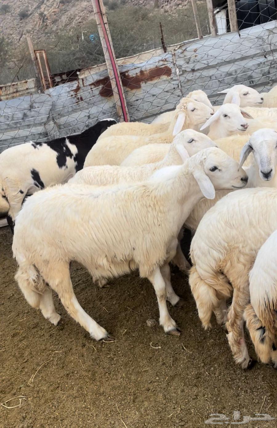 ذبايح طليان حريه سواكن مع التوصيل64401300012291112