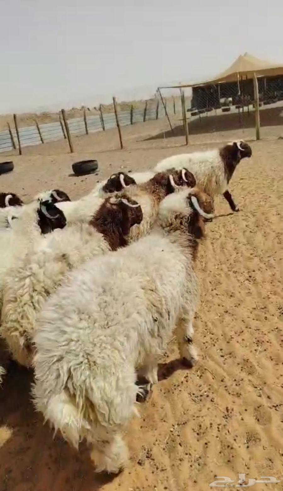 Naaimi Slaughters, Keys and Fridge with Slaughter, Packaging and Delivery64401411119106114