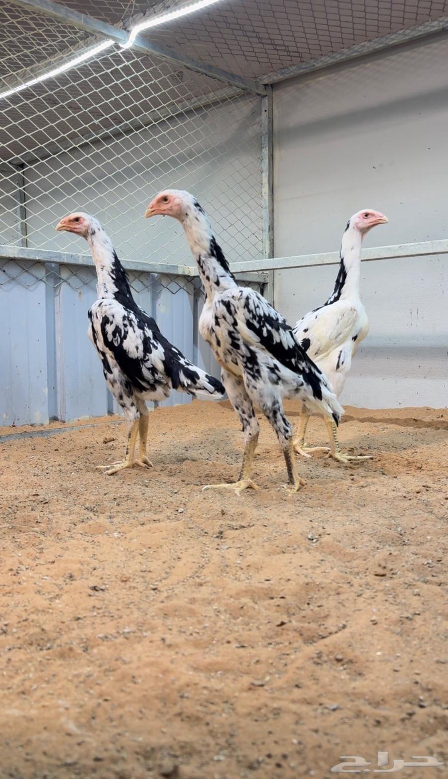 فروخ شامو الماني بوران64407475657219111