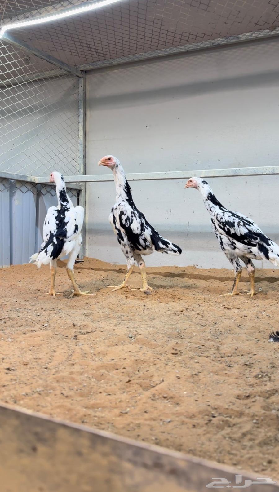 فروخ شامو الماني بوران64407475657219112