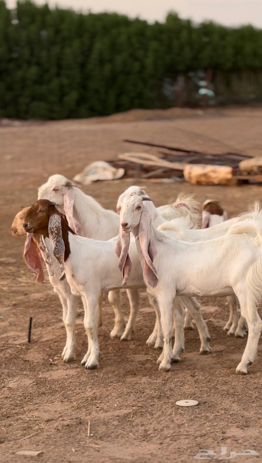 جفار هولنديات فواااخر بالفحل64403944176386114