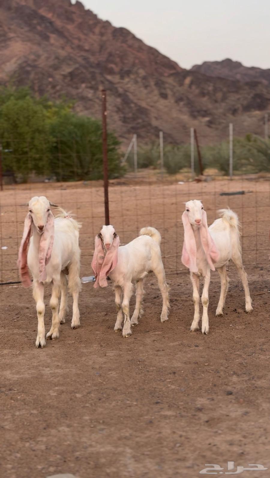 جفار هولنديات فواااخر بالفحل64403944176386113