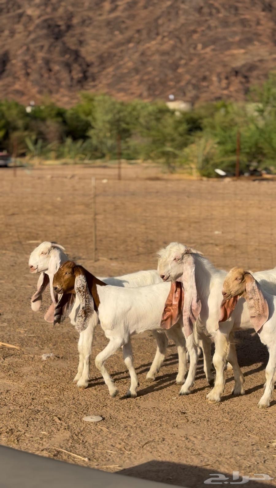 جفار هولنديات فواااخر بالفحل64403944176386110