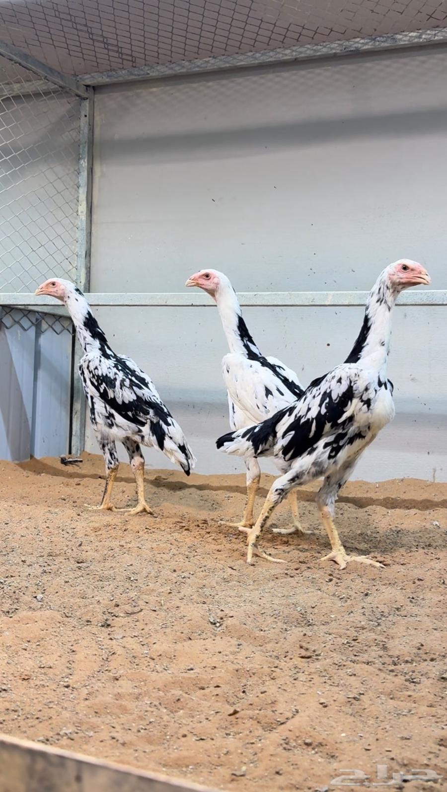 فروخ شامو الماني بوران64407475657219110