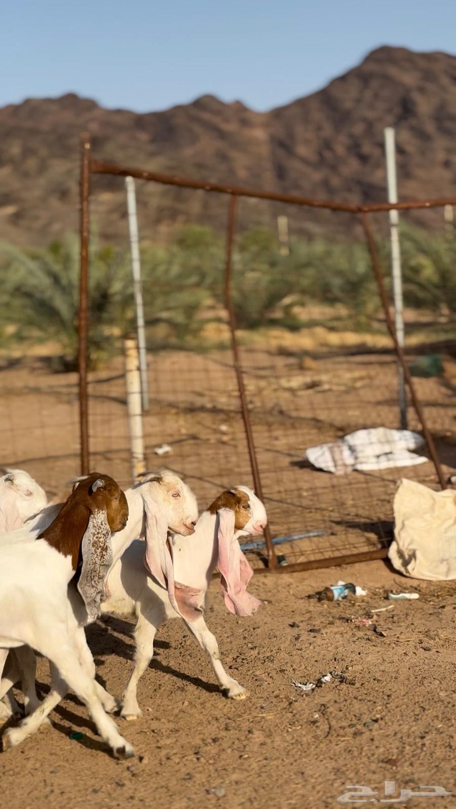 جفار هولنديات فواااخر بالفحل64403944176386111