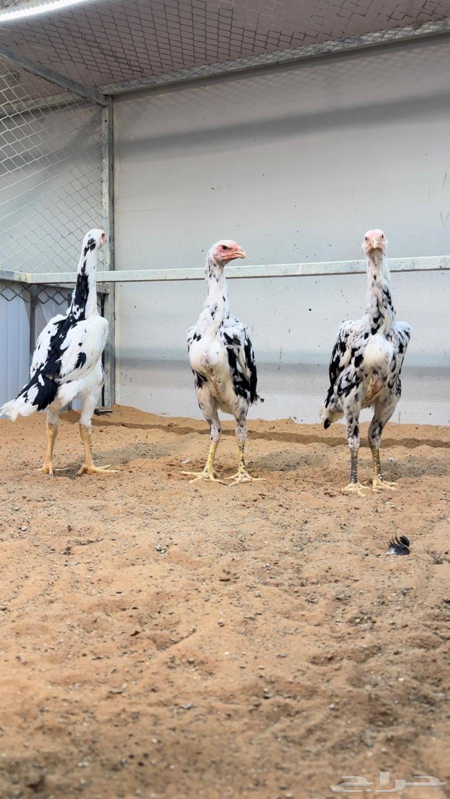 فروخ شامو الماني بوران64407475657219113