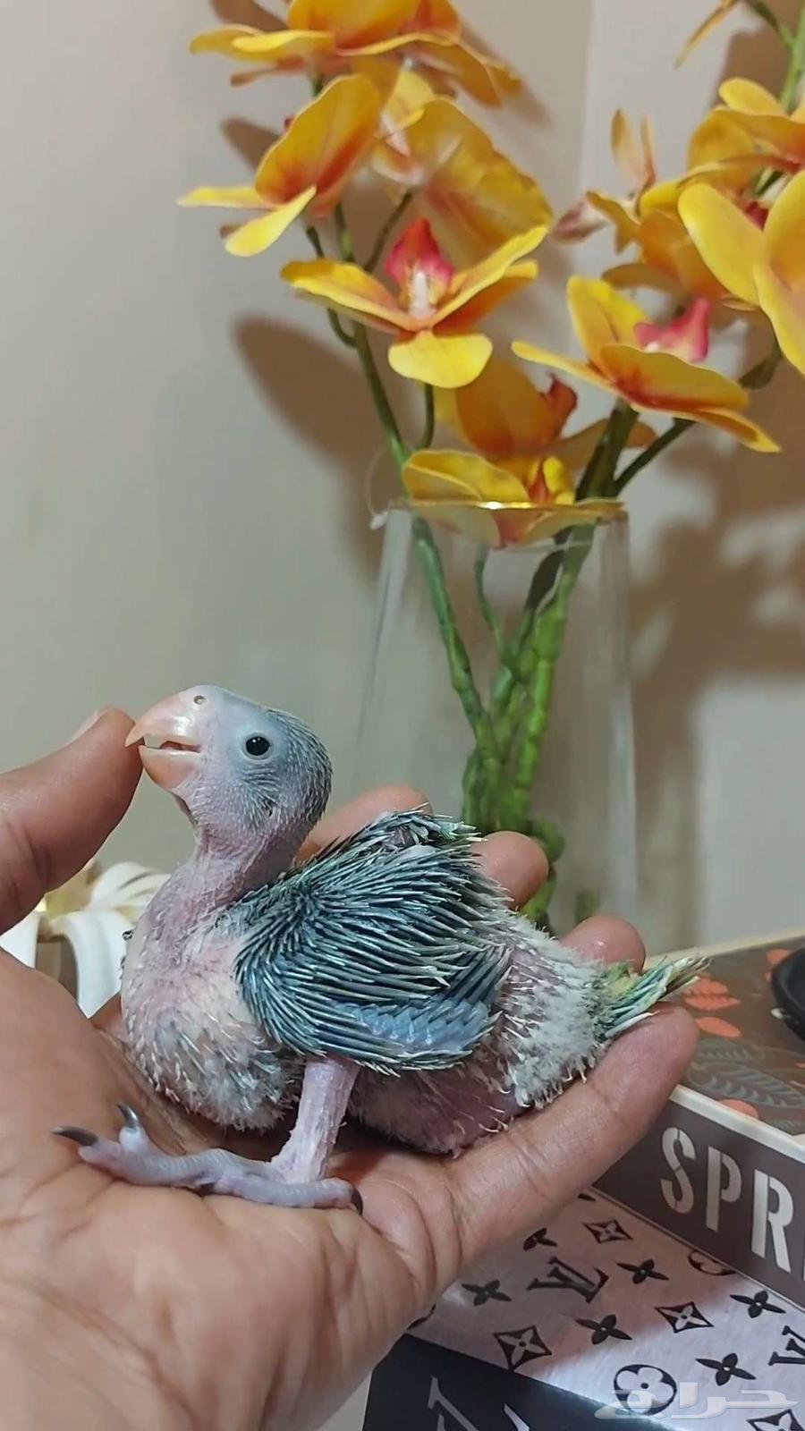 فرخ درة هندي (( تم البيع ))64402650321923111