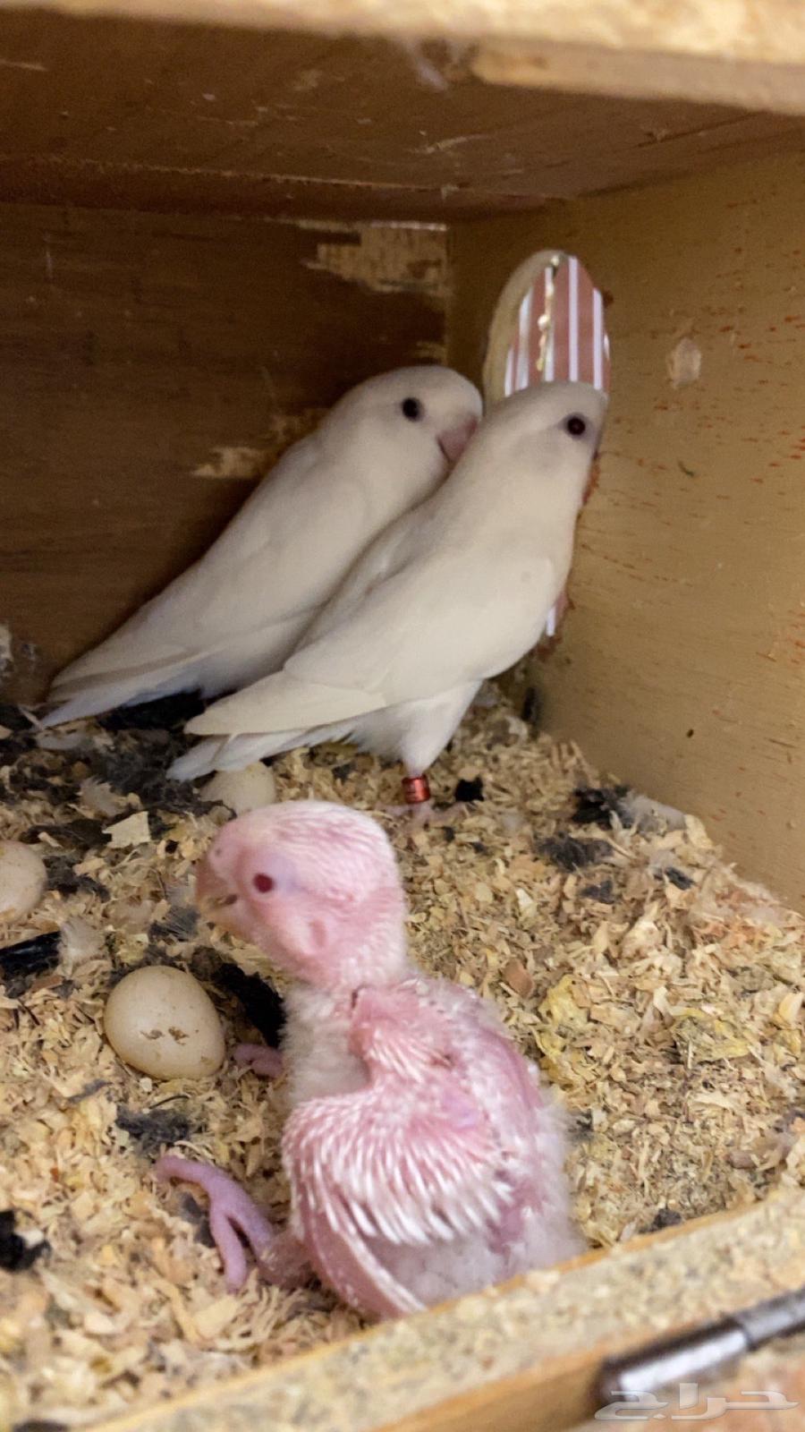 جوز روز مع فرخه64404250391043111