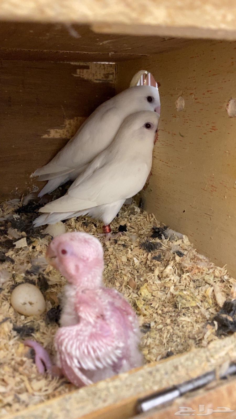 جوز روز مع فرخه64404250391043110