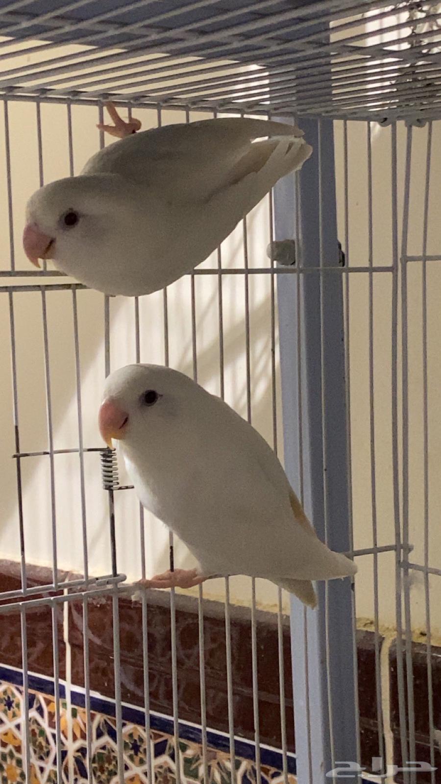 جوز روز مع فرخه64404250391043113