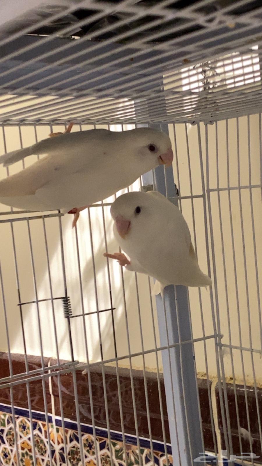 جوز روز مع فرخه64404250391043112