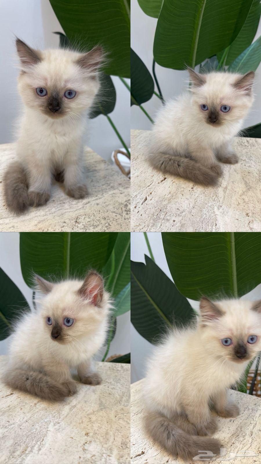 قطط 2 العمر شهر ونص64404236399107111