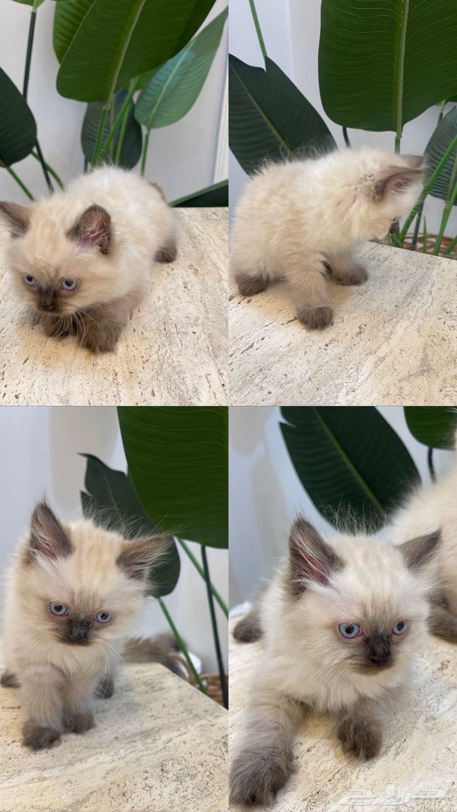 قطط 2 العمر شهر ونص64404236399107110