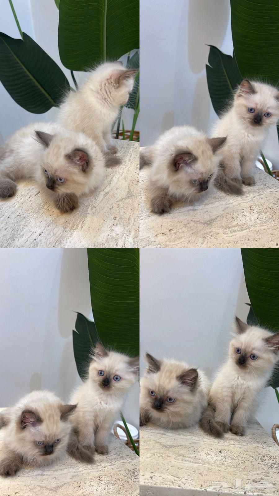 قطط 2 العمر شهر ونص64404236399107112