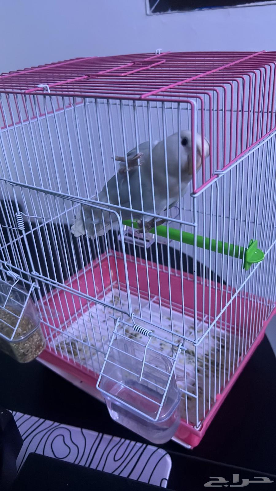 Bird of the day64404264080001110