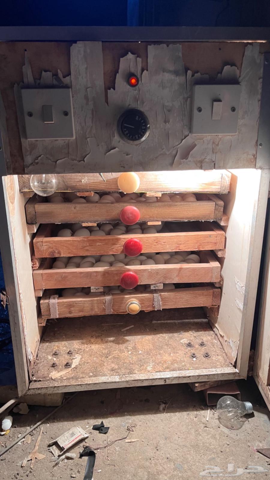 للبيع فقاصة بيض يدوي64404806015619110