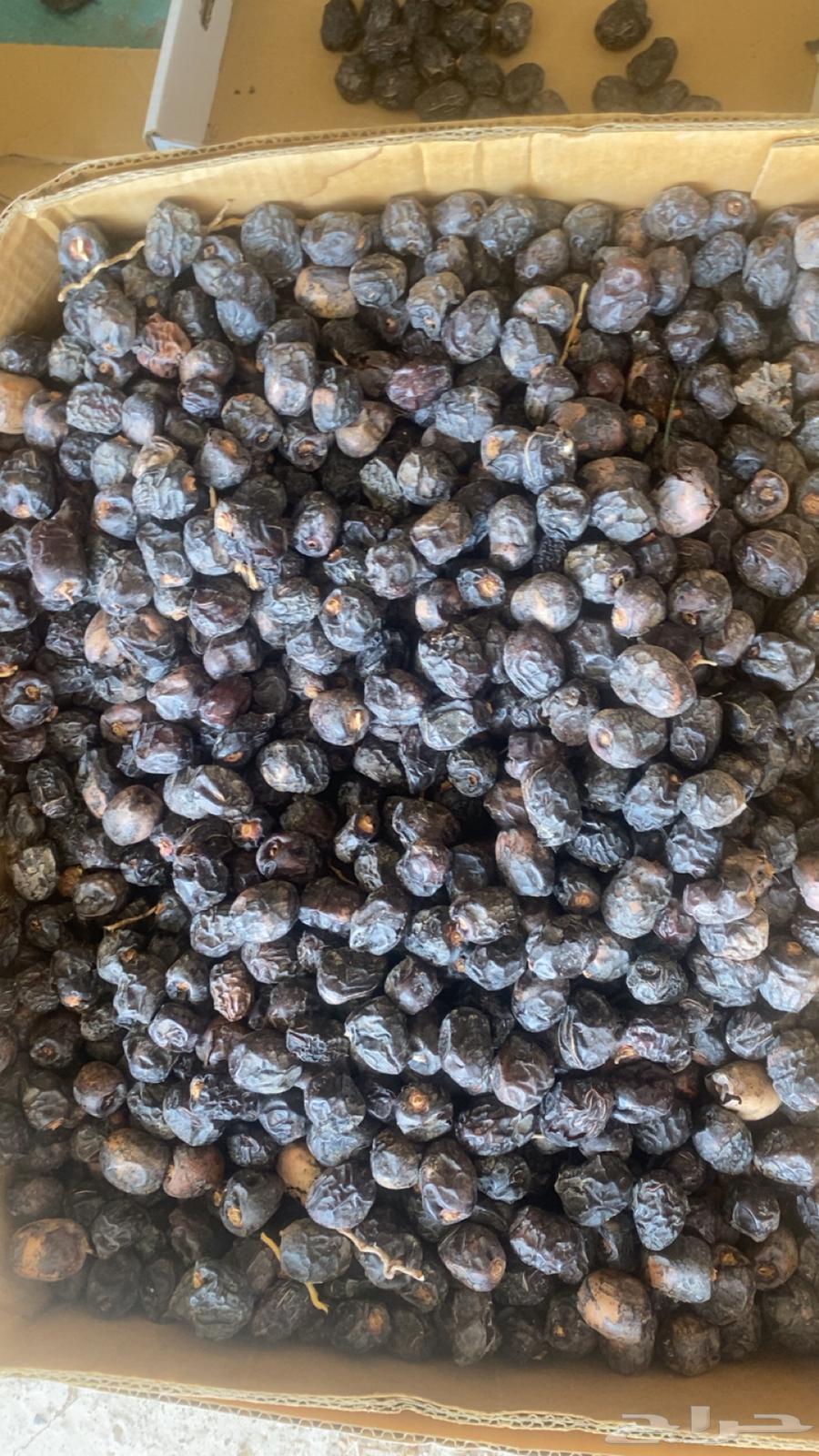 For sale dry dates for sheep63619557084418112