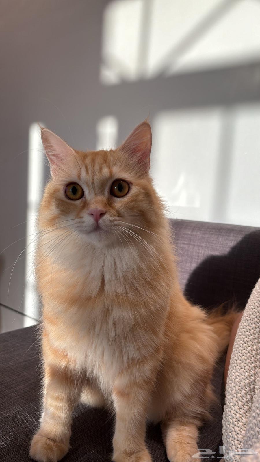 قط للبيع64401744752641111