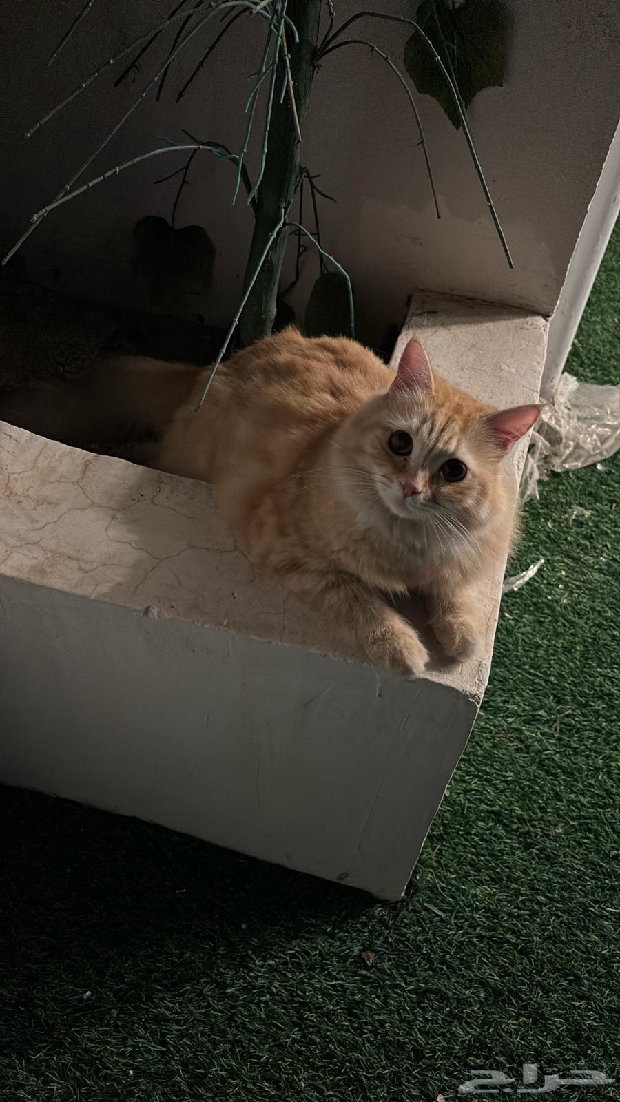 قط للبيع64401744752641112