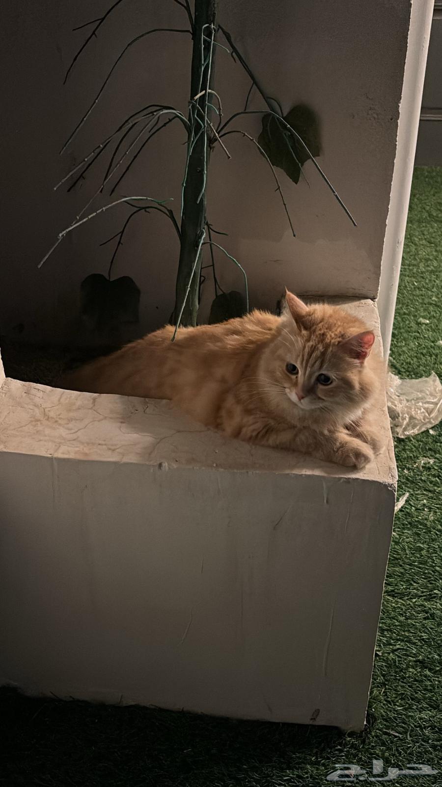 قط للبيع64401744752641113