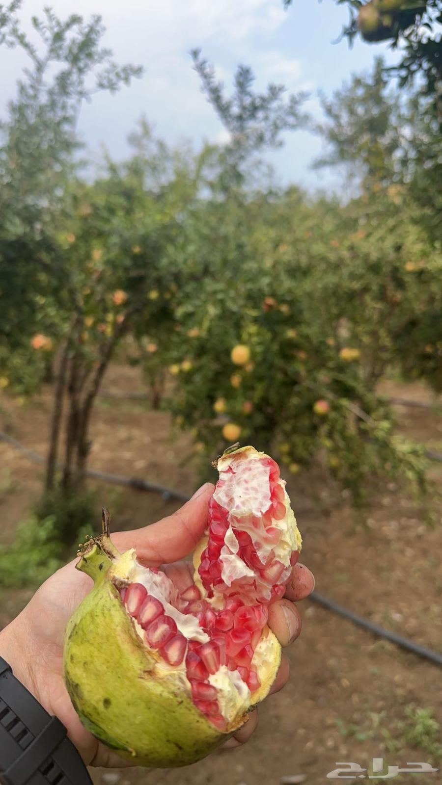 رمان الباحه مزارع ال عتيق العضويه64401786498179110