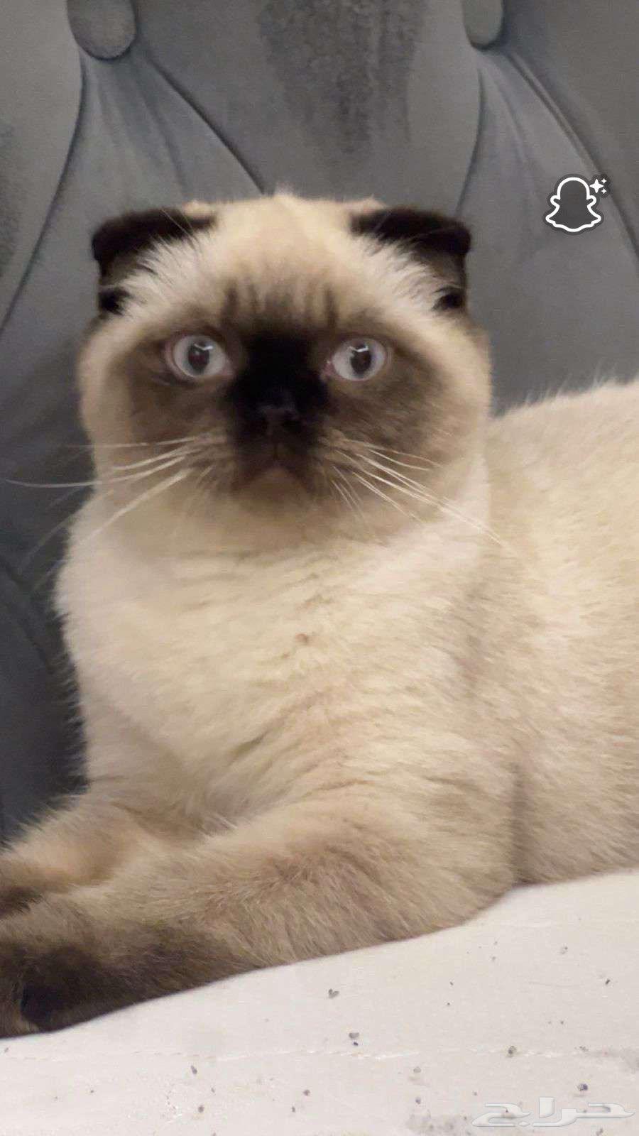 قطه للبيع مهجنه سكوتش فولد وراجدول64401883824131110