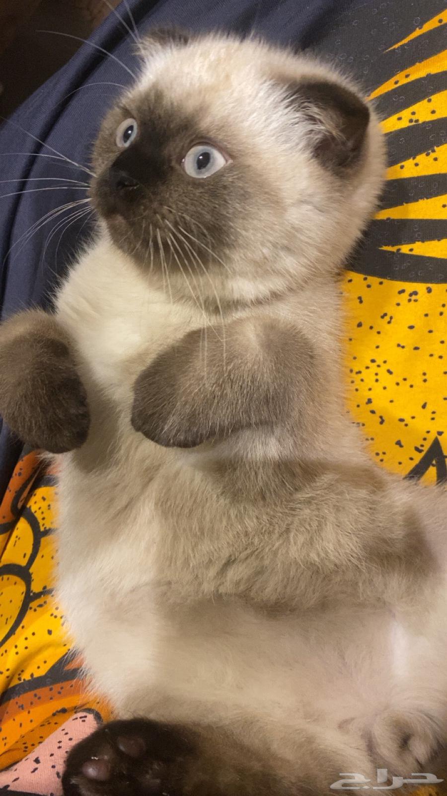 قطه للبيع مهجنه سكوتش فولد وراجدول64401883824131114