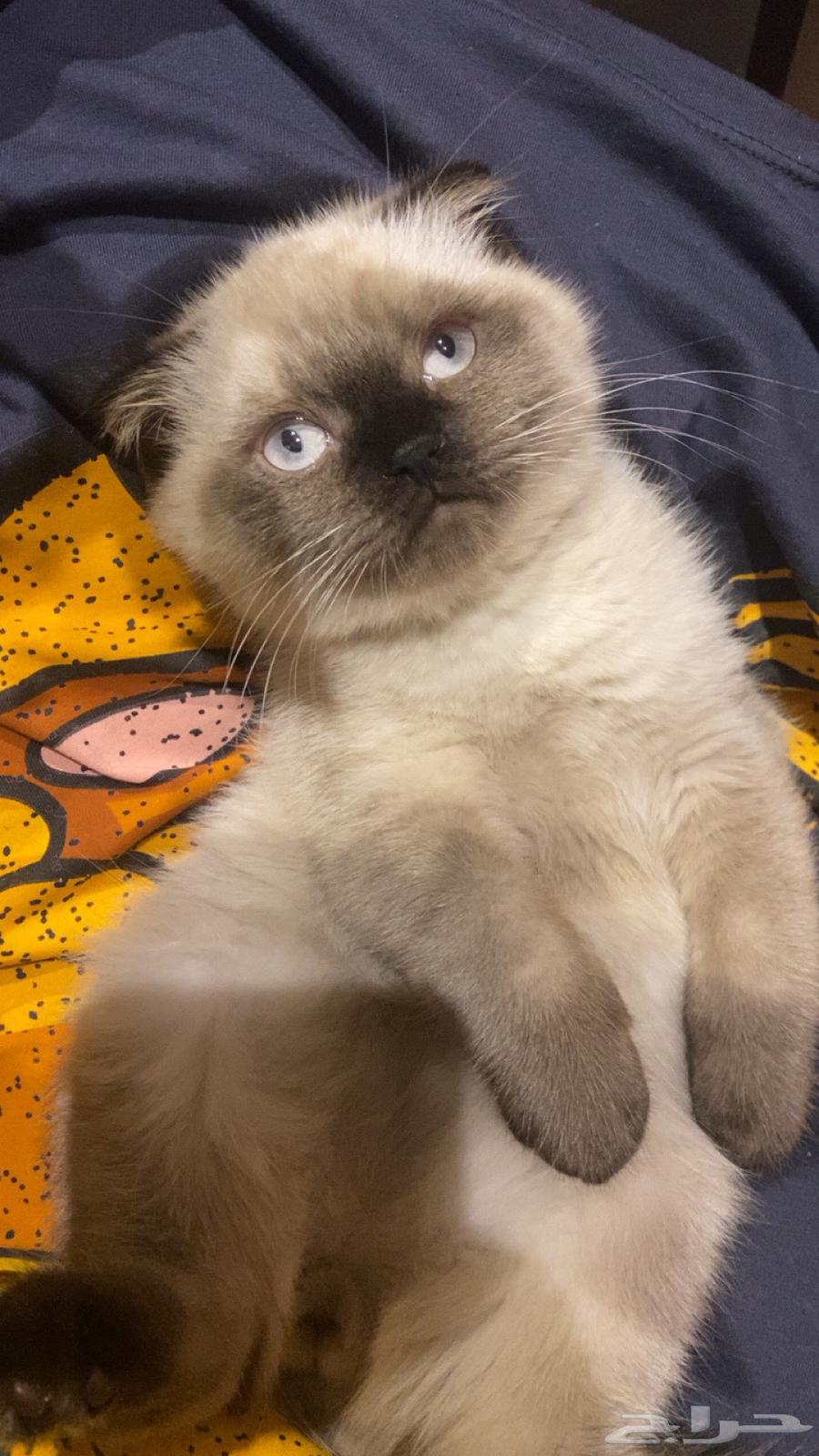 قطه للبيع مهجنه سكوتش فولد وراجدول64401883824131111