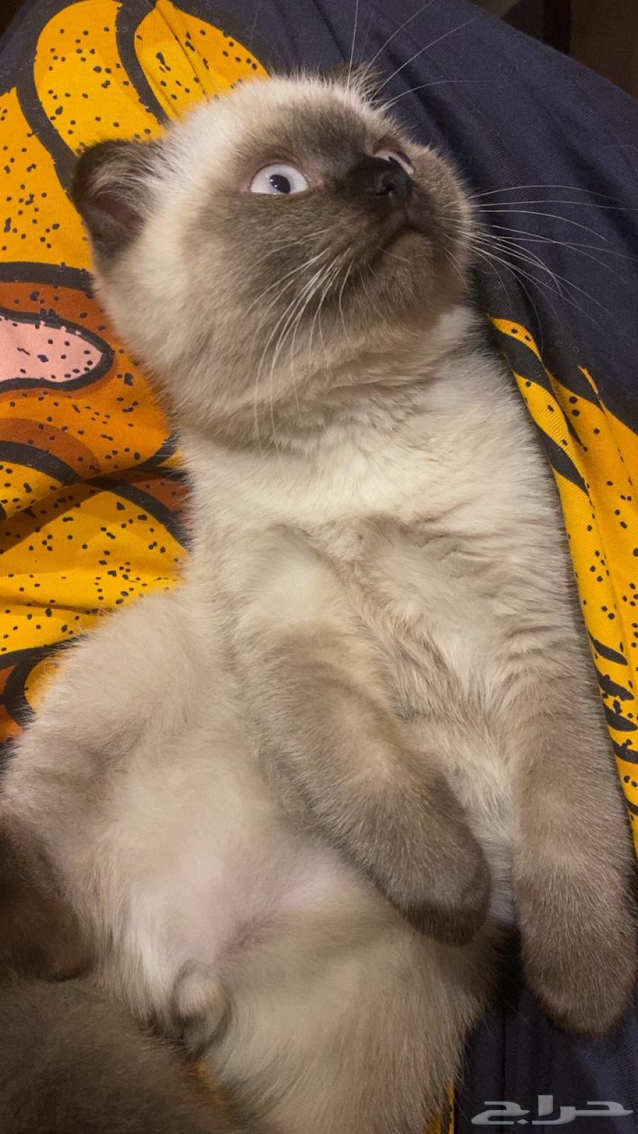 قطه للبيع مهجنه سكوتش فولد وراجدول64401883824131112