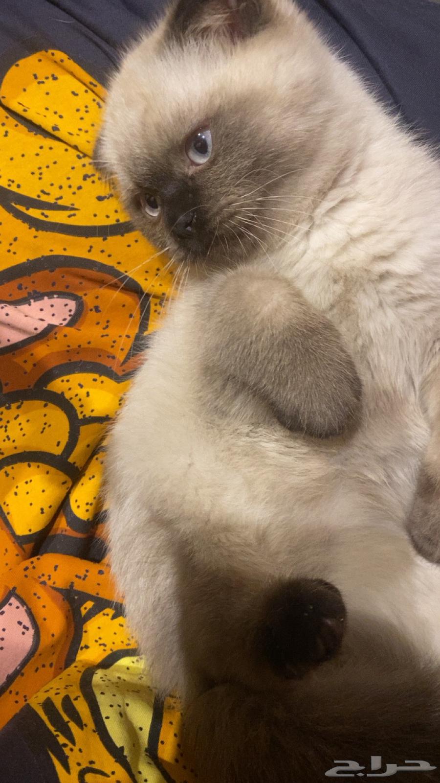 قطه للبيع مهجنه سكوتش فولد وراجدول64401883824131113