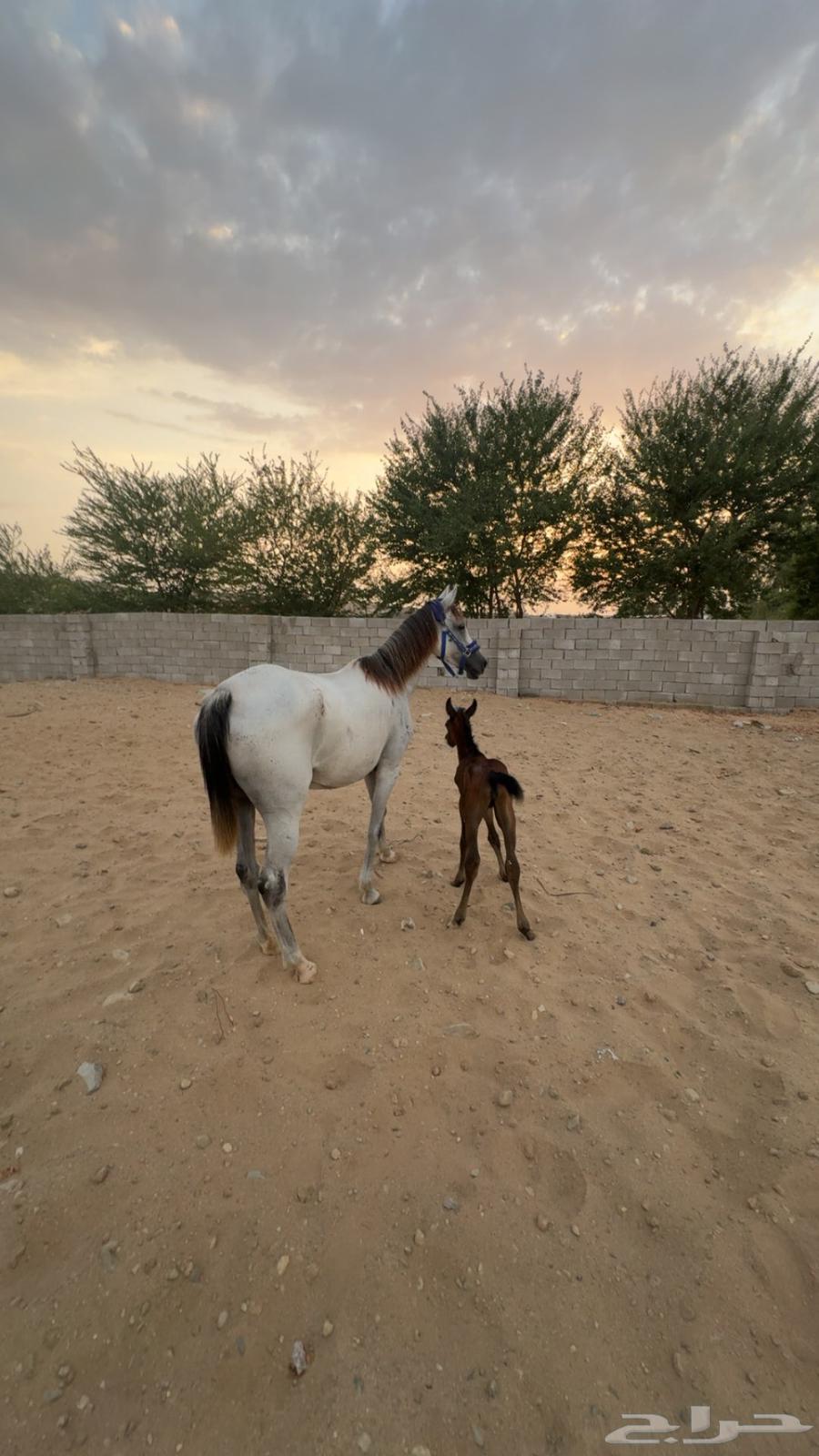 فرس شعبيه معها مهره64402538439298111