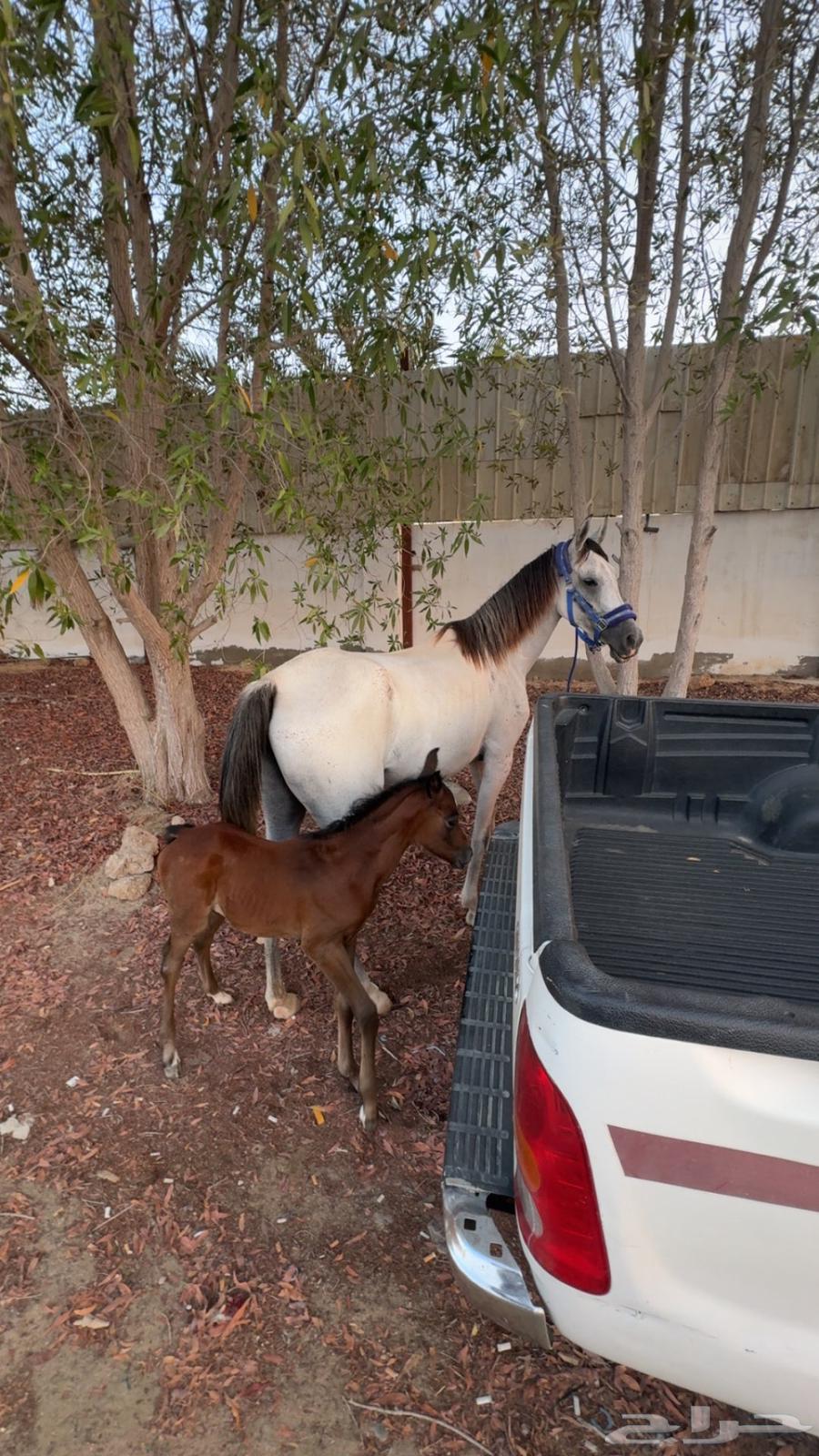 فرس شعبيه معها مهره64402538439298110