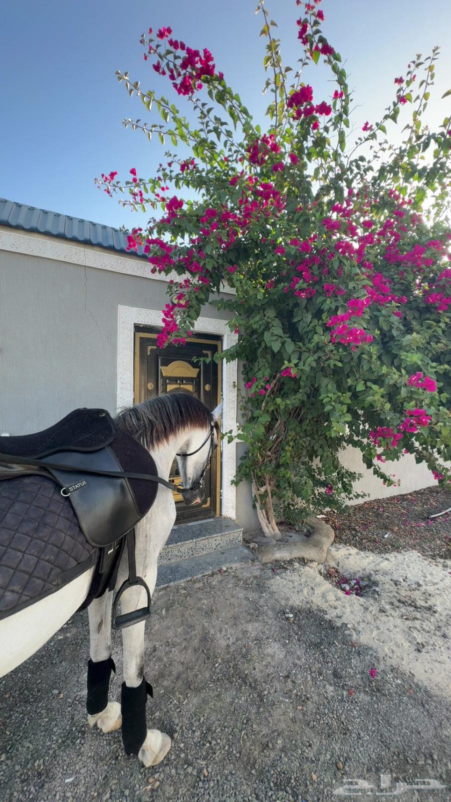 فرس شعبيه معها مهره64402538439298113