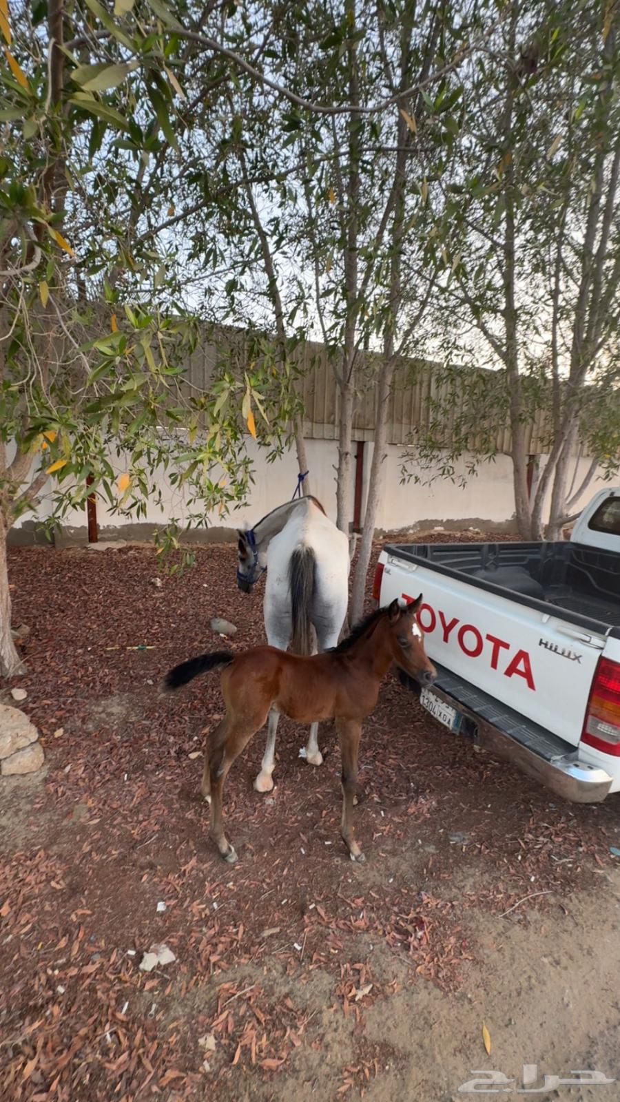 فرس شعبيه معها مهره64402538439298114