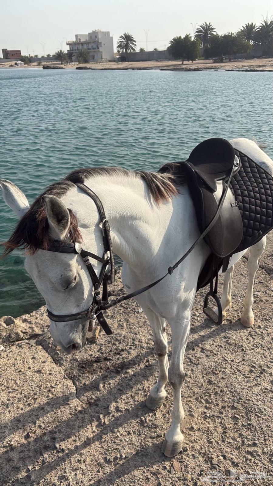 فرس شعبيه معها مهره64402538439298112