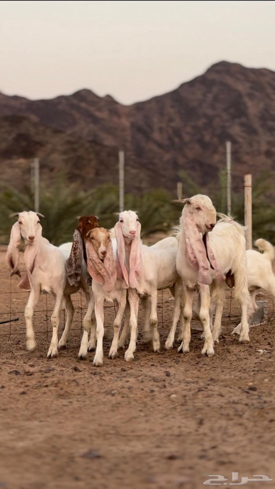 جفار هولنديات فواااخر بالفحل64403944176386112