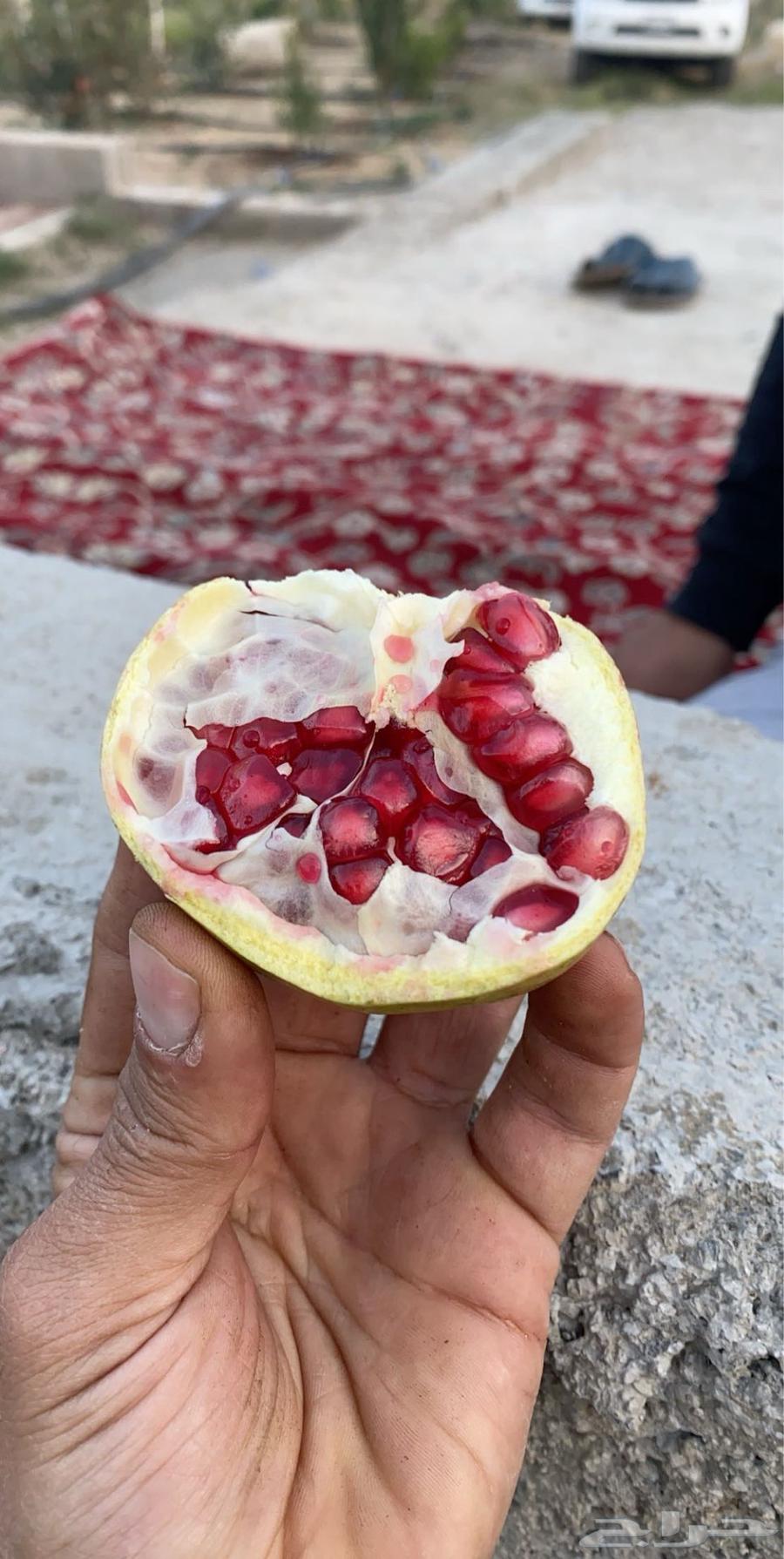 رمان الباحه مزارع ال عتيق العضويه64401786498179112